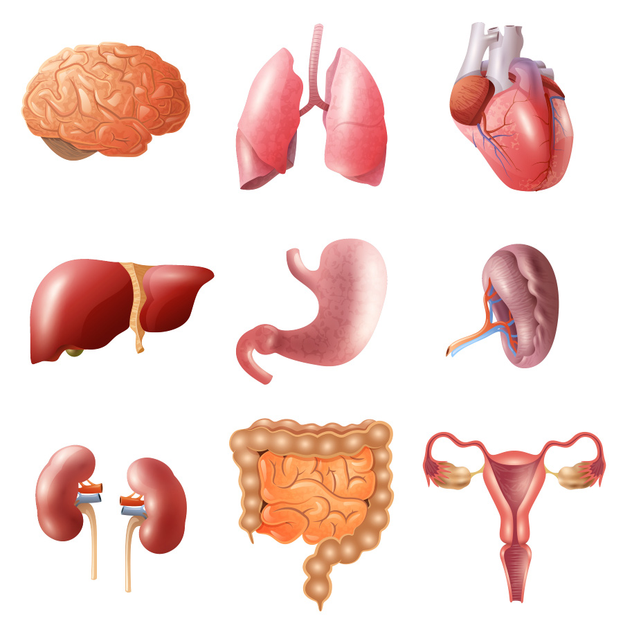 인체 내부 장기(뇌, 폐, 심장, 간, 위, 정소, 신장, 대소장, 자궁)를 차례대로 이미지화 해서 그린 이미지 사진