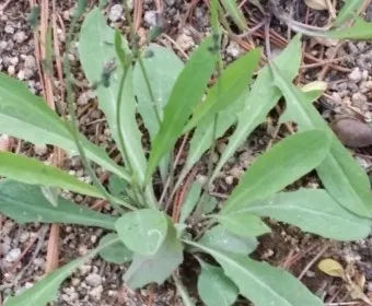 씀바귀 무침 김치 담그는법 레시피_6