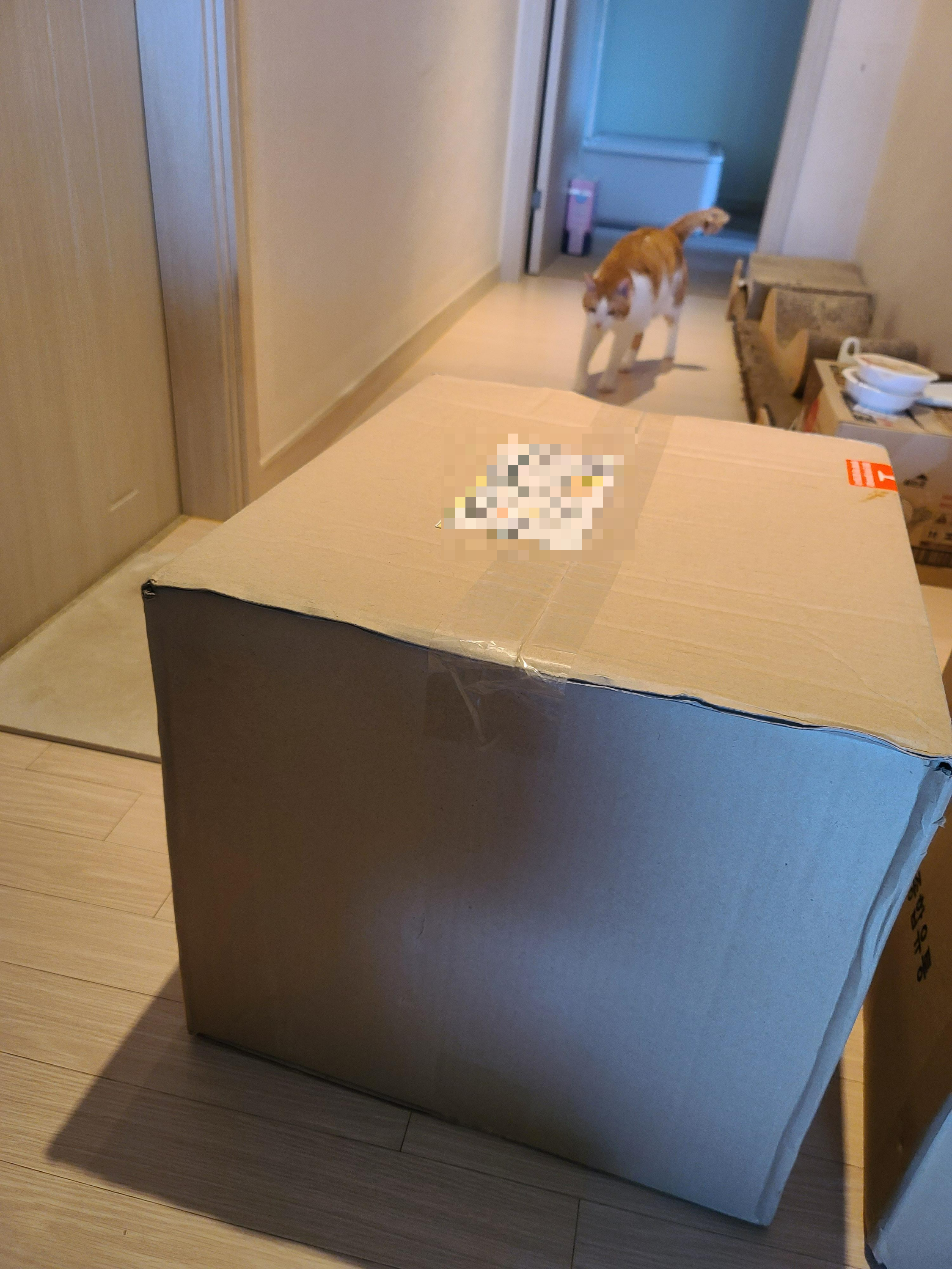 냥냥이들의 캣워크, 캣볼을 달았다. (내돈내산,스압주의)