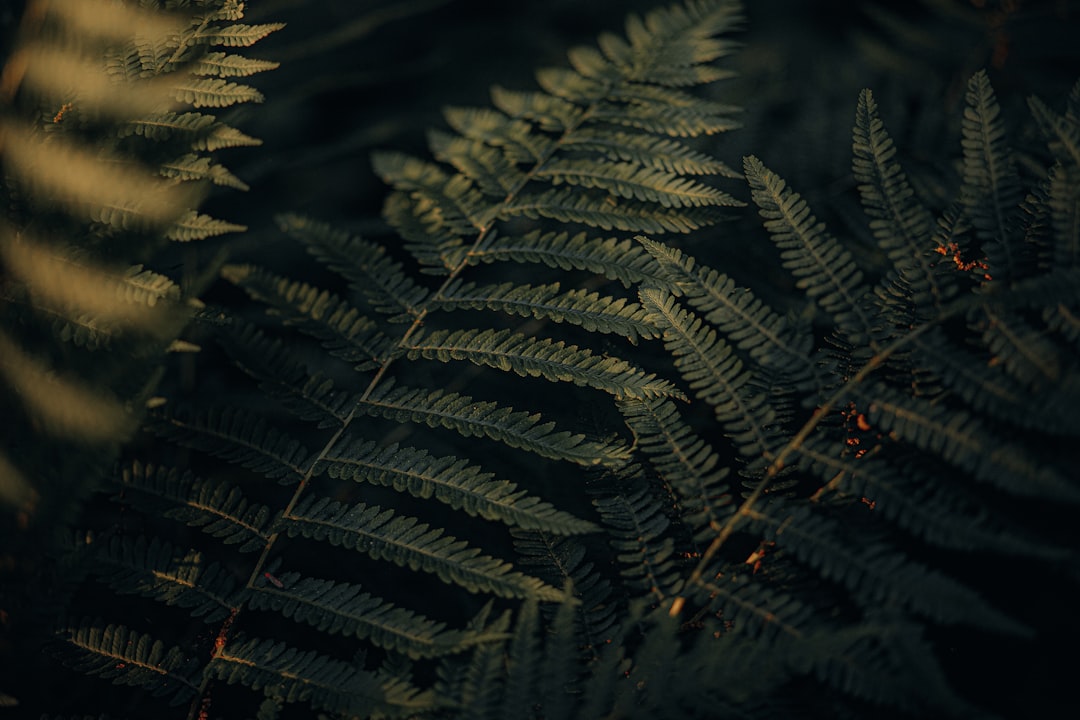 Fern.