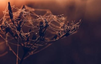 거미 꿈해몽