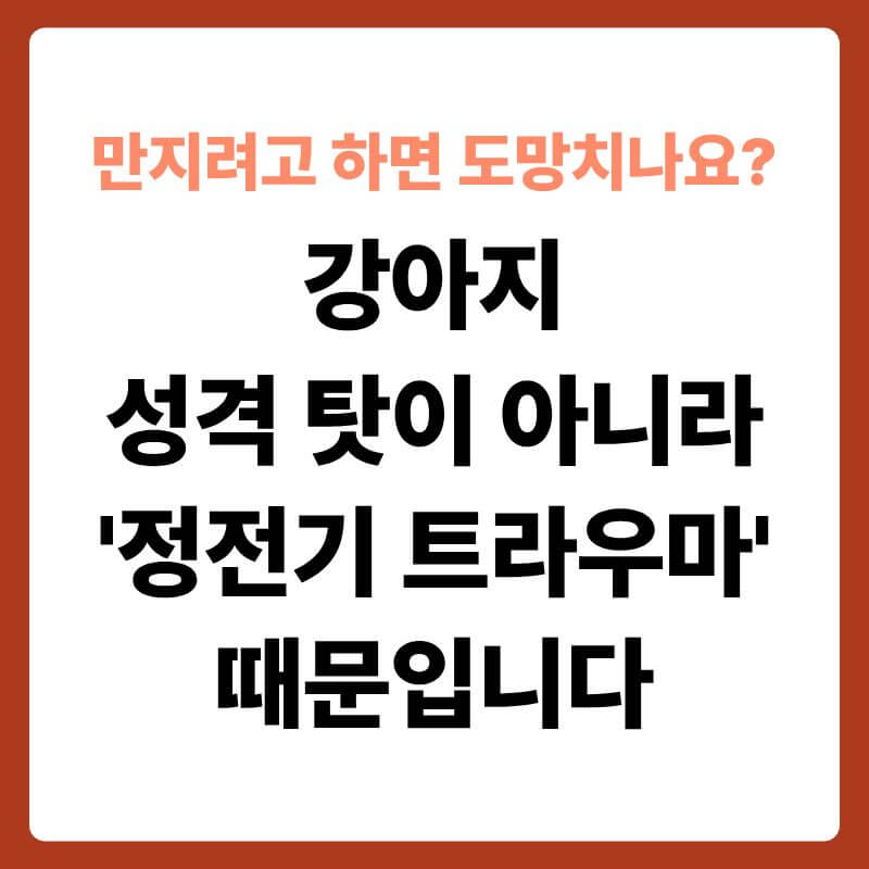방석 위에 웅크려 앉아 보호자의 다가오는 손을 경계 어린 눈빛으로 바라보고 있는 강아지의 모습