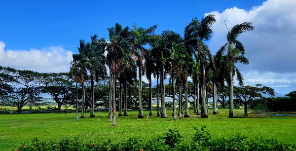 마우이-트로피컬-플랜테이션-내부-나무-사진