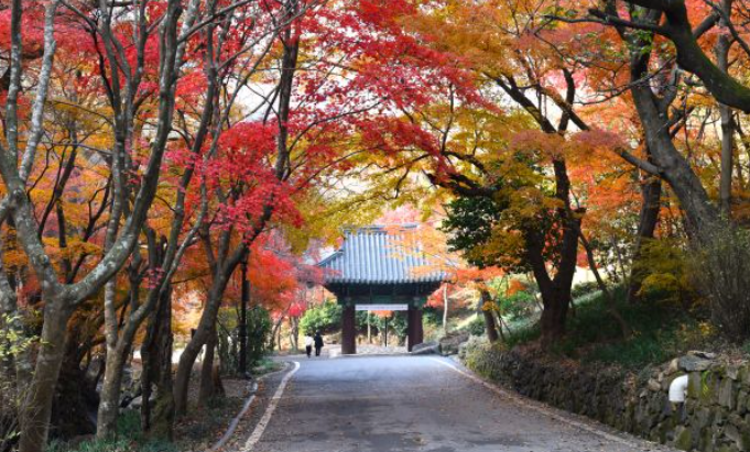 2025 무등산 단풍 절정시기 확인! 가을 BEST 등산코스 완전 정복