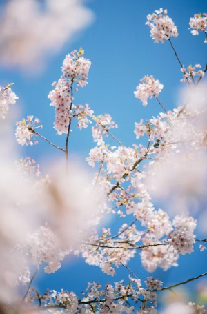 2026 벚꽃 국내 여행 완벽 가이드