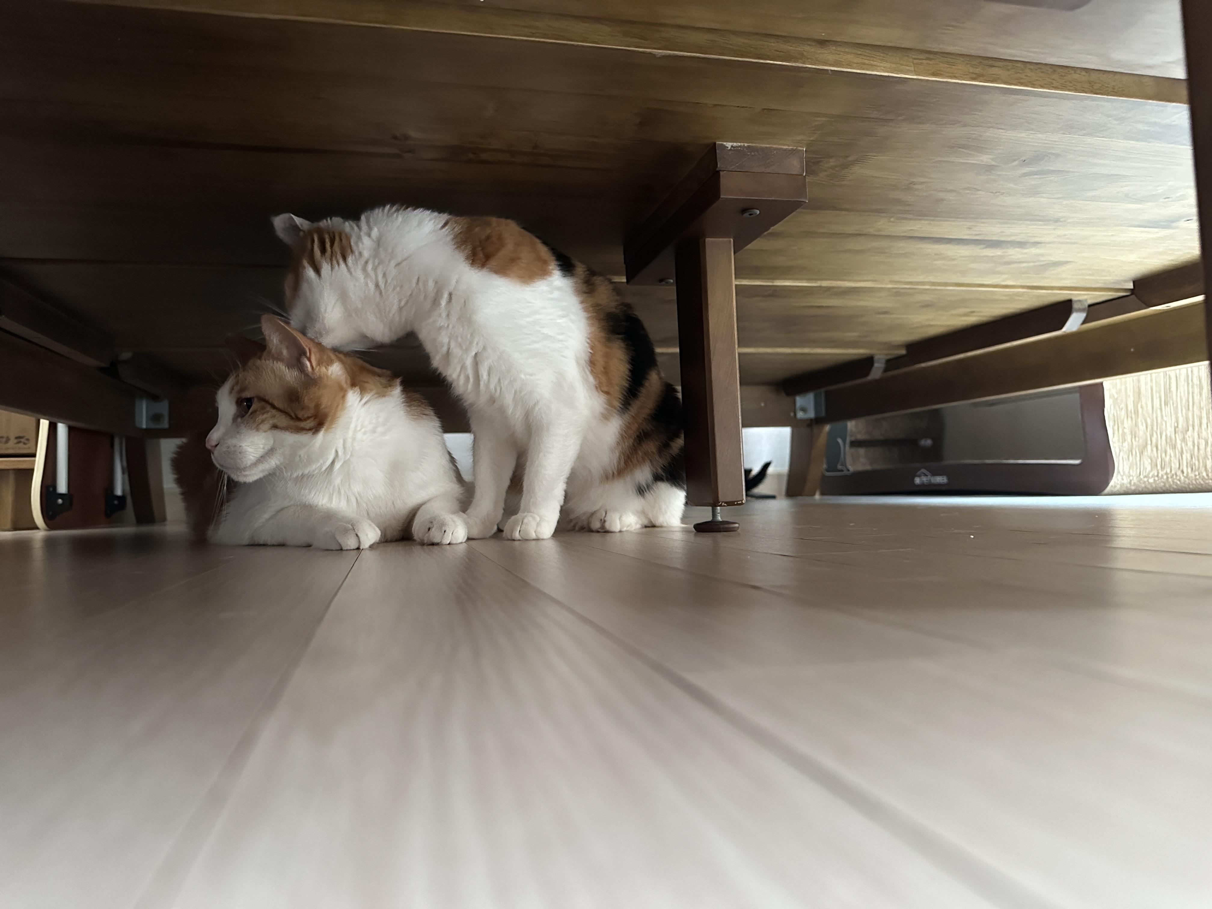 다정하게_그루밍중인_막둥이와_요미_뒤에_아주_작게_보이는_건이_꼬리