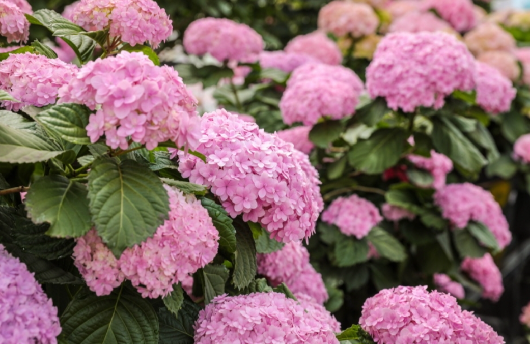 휴애리 봄 수국축제 입장료 관련 사진
