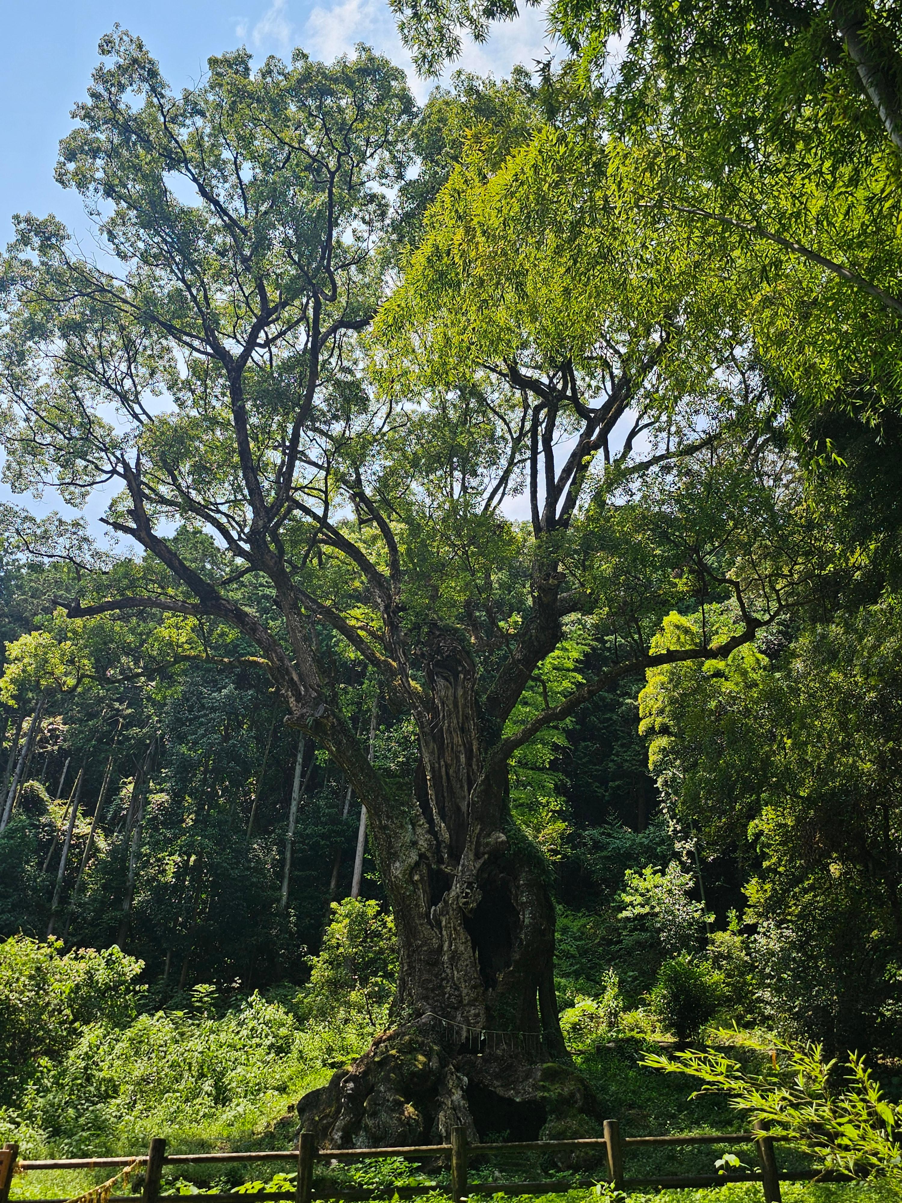다케오 신사의 3000년 녹나무 사진