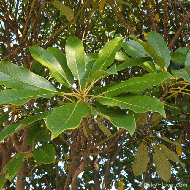 천연 인슐린 굴거리나무