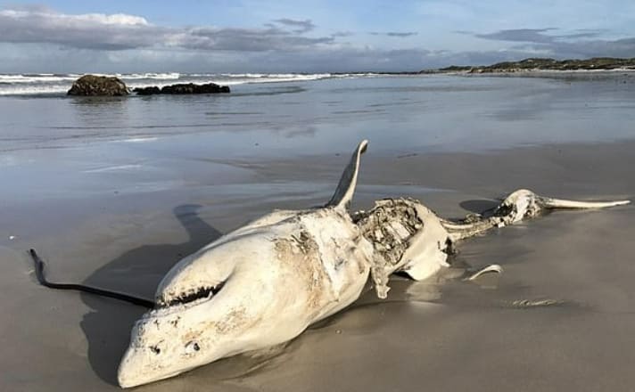 범고래에 습격당하는 백상아리 드론 영상! Watch A Great White Become an Orca's Lunch in World-First Footage