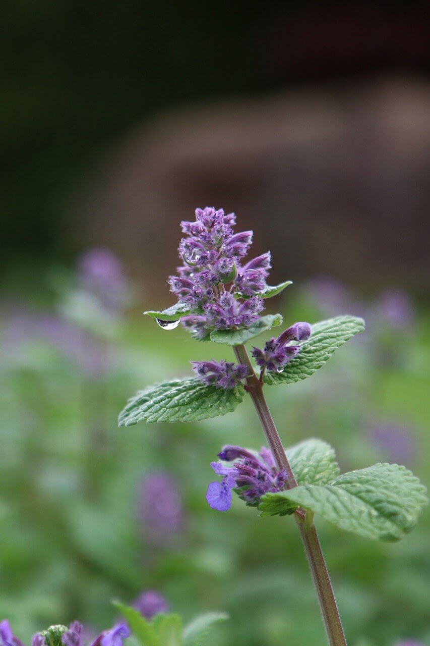 보라색-꽃이-핀-캣닢-모습-사진