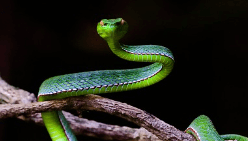 뱀이 나를 피해 숨는 꿈해몽