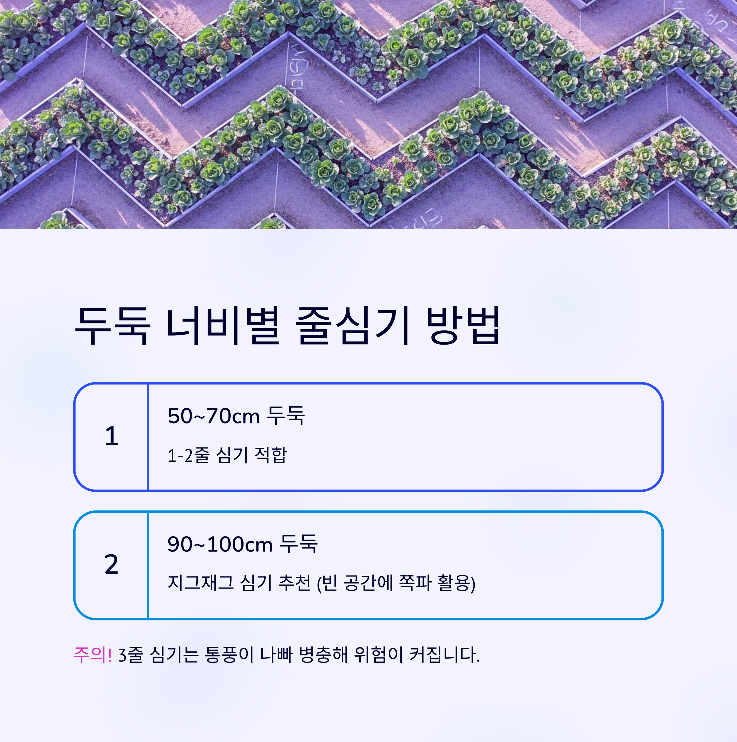 배추모종 심는 타이밍 8