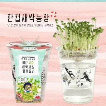 새싹무 재배 씨앗 소독 얇게 파종 통풍 관리_4