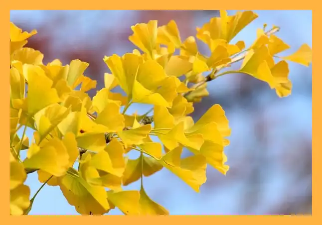 문광저수지 은행나무길