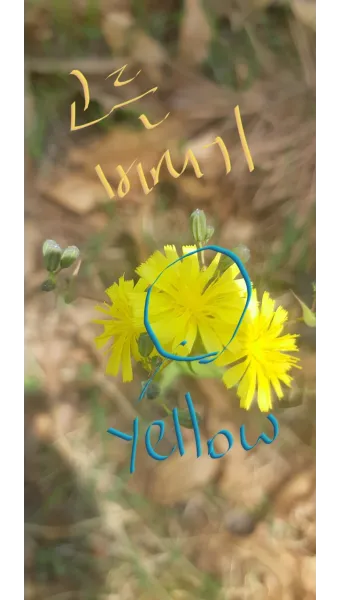 씀바귀 고들빼기 차이점 효능 비교_11