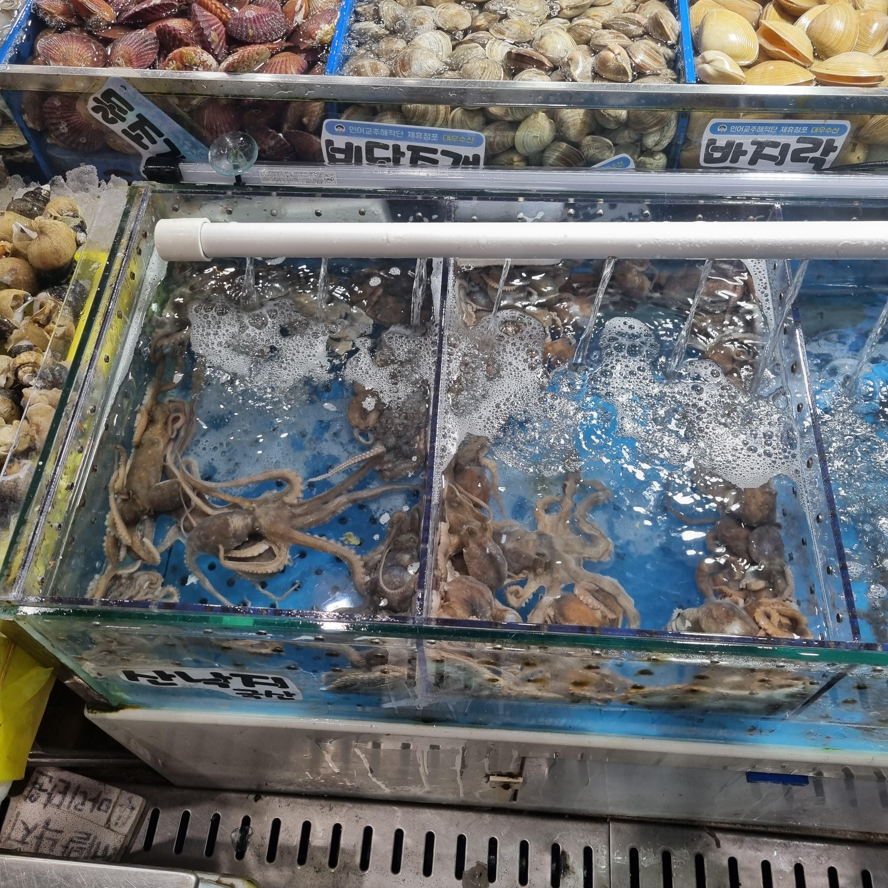 수원 수산물 도매시장 산낙지