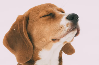 개의 눈이 뜨이지 않는다