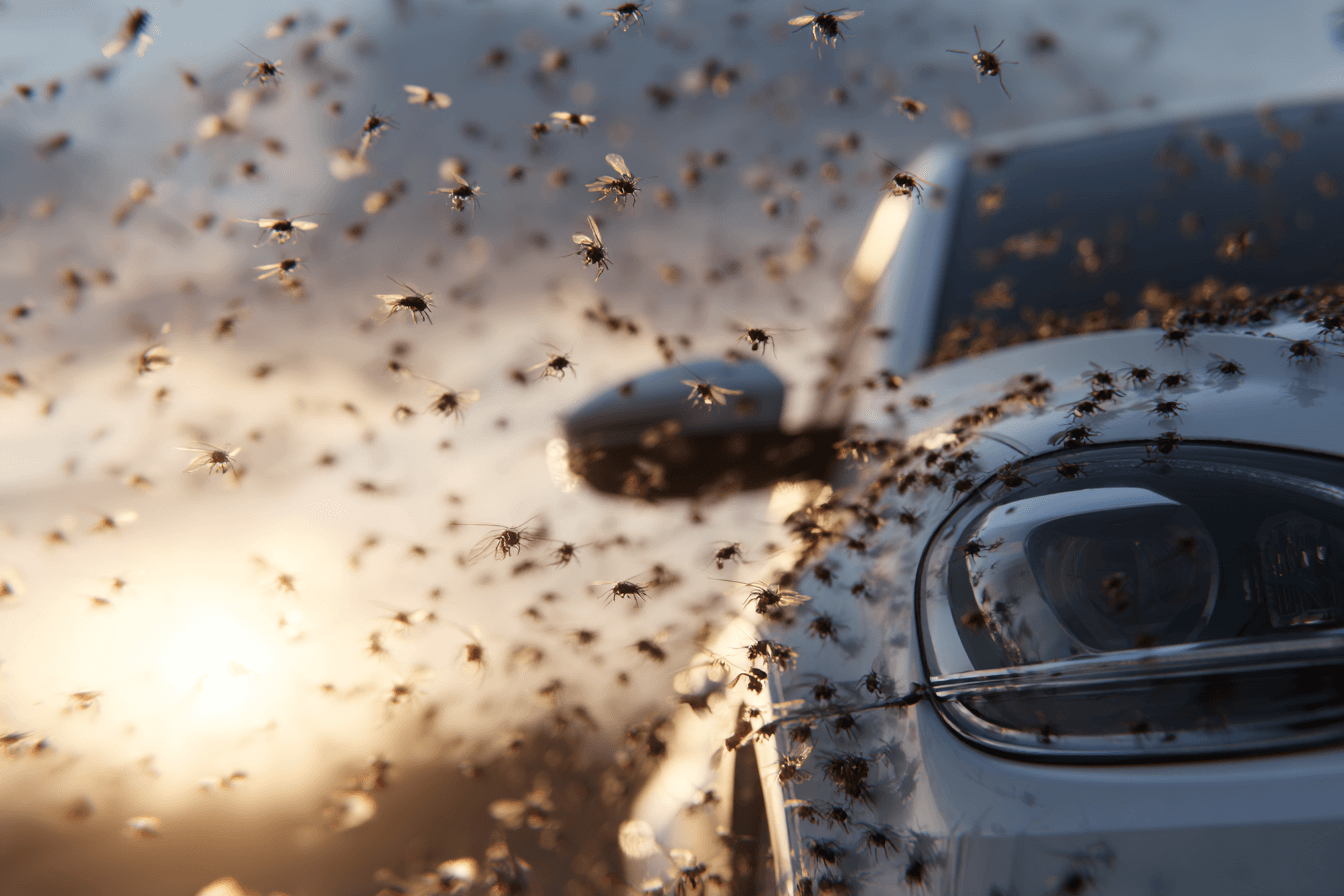 차량-앞을-날고-있는-수백마리의-벌레-이미지