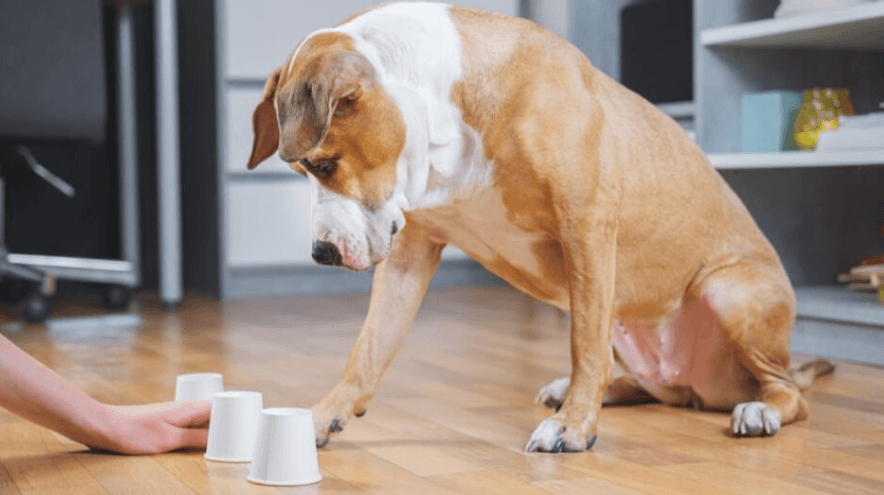 개의 기억력 평가 이미지
