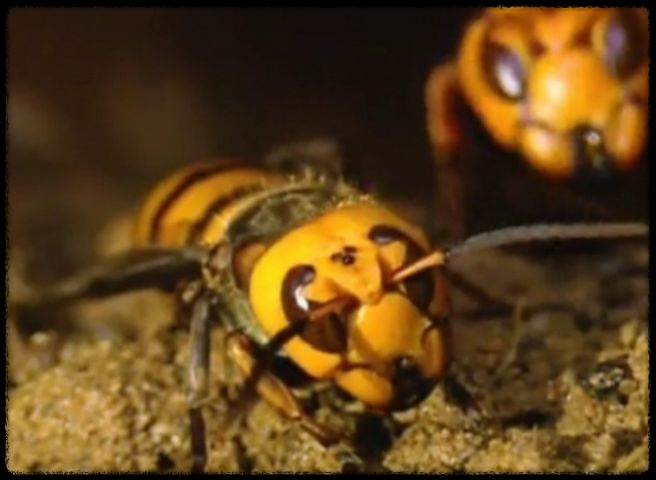 가을 산행에서 벌과 뱀 조심하는 법 - 안전한 산행을 위한 필수 가이