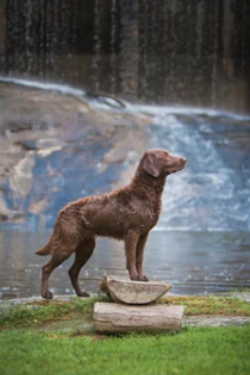 체서피크 베이 레트리버 사진