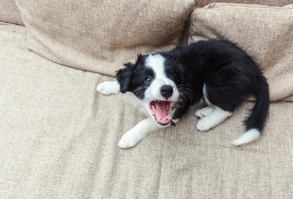 개가 밤에 짖는 데