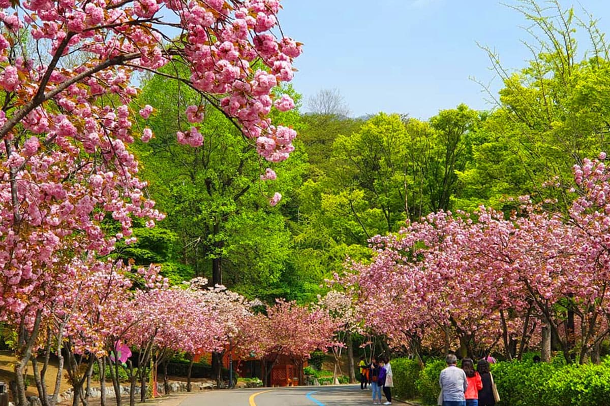 서울대공원-겹벚꽃-로드