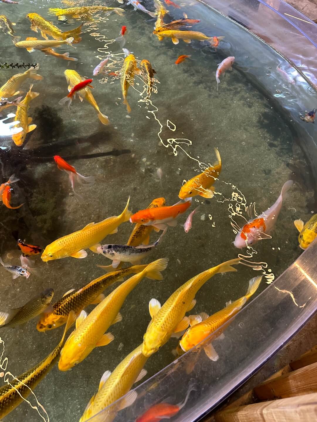 하남 쥬라리움 잉어 먹이주기 체험