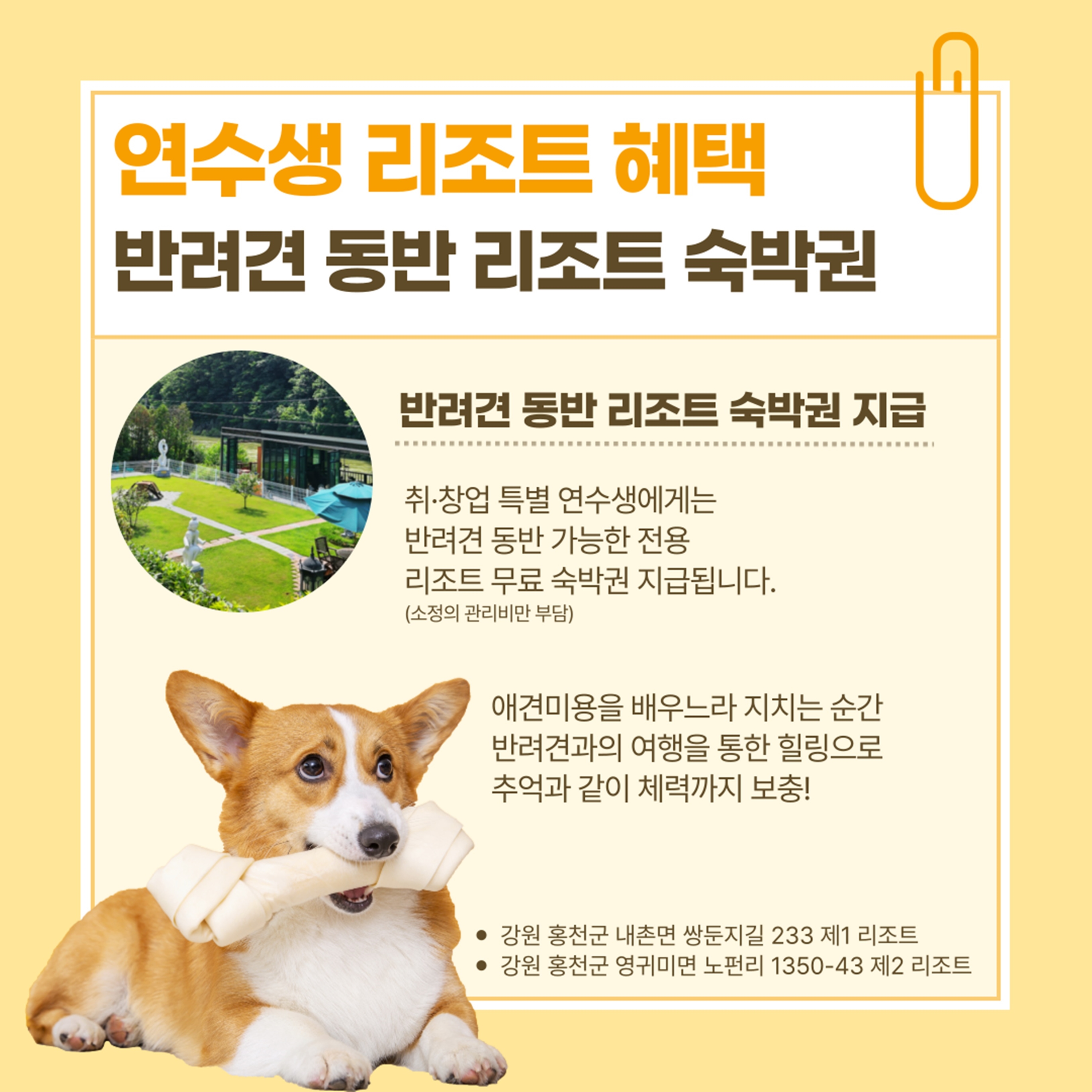 화순강아지미용자격증