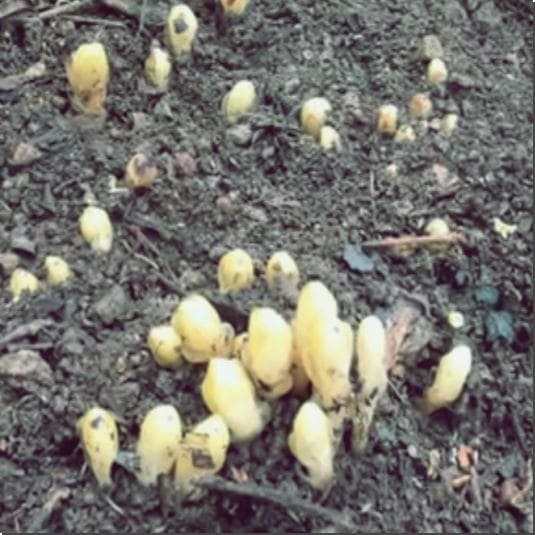 가지더부살이 복용법과 부작용