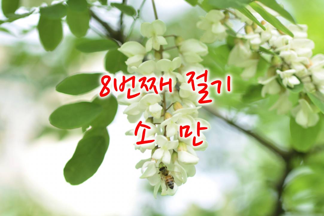 8번째 절기 소만