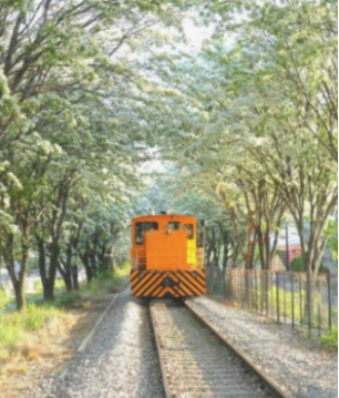 전주 이팝나무 축제