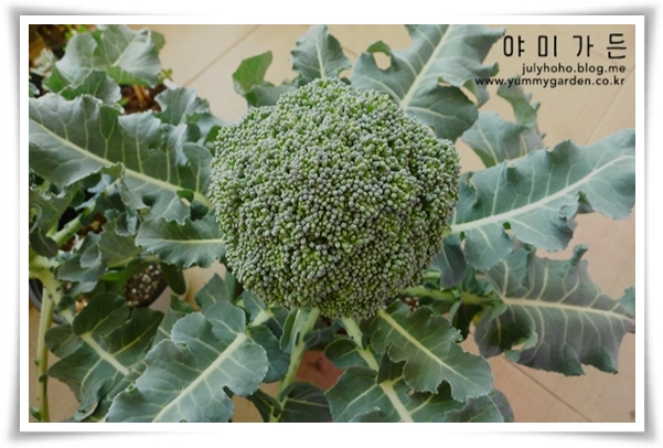 "9월에 심기 좋은 텃밭 작물" 풍성한 수확을 위한 최고의 작물 선택과 관리 비법!