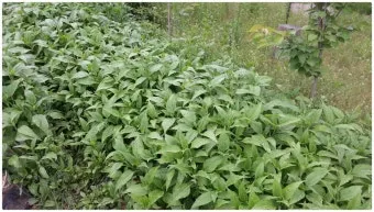 돼지감자 재배 종구 선택 배수로 만들기 수확 건조_5