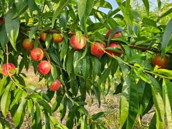 복숭아 재배 꽃 솎기 잎 따기 갈반병 방제_5