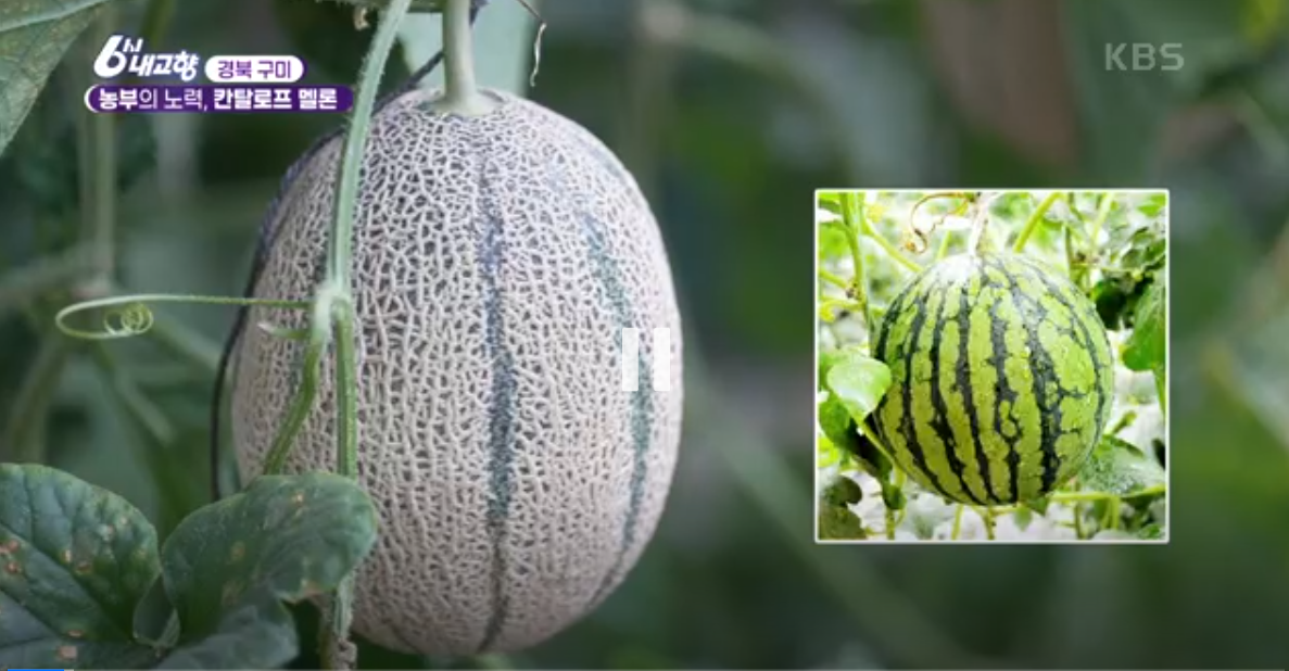 카탈로프 멜론 경북 구미 상훈이집 정보 6시 내고향 6월 3일 방송