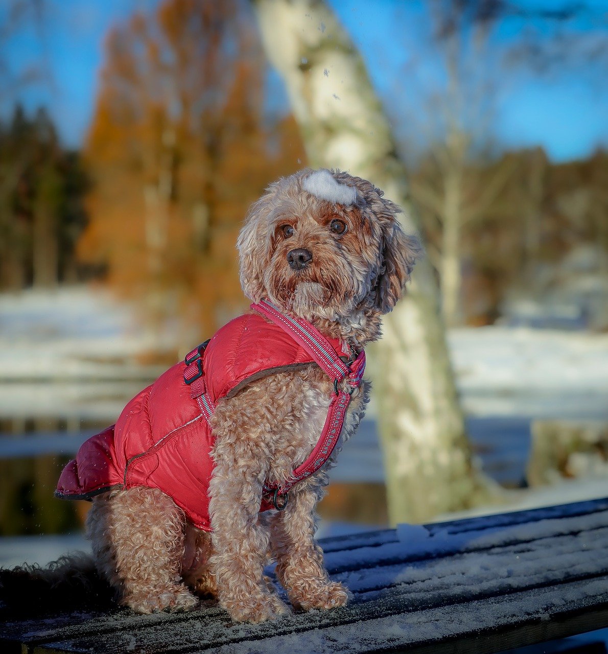 주인 기다리는 강아지 사진