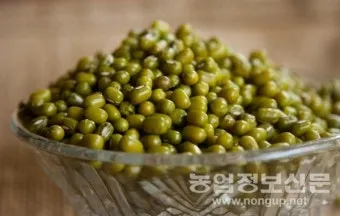 녹두 재배 직파 심기 병해 예방 수확 건조_2