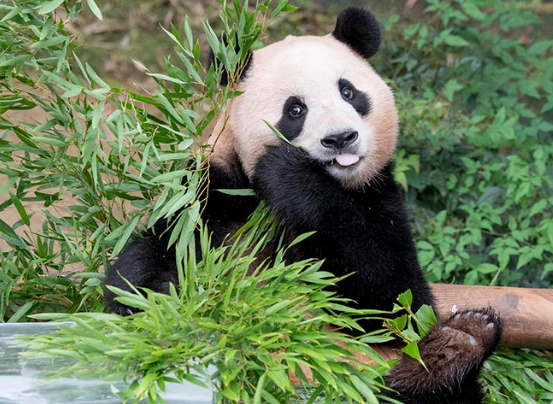 강철원 사육사 모친상 불구하고 푸바오 중국 동행 이유