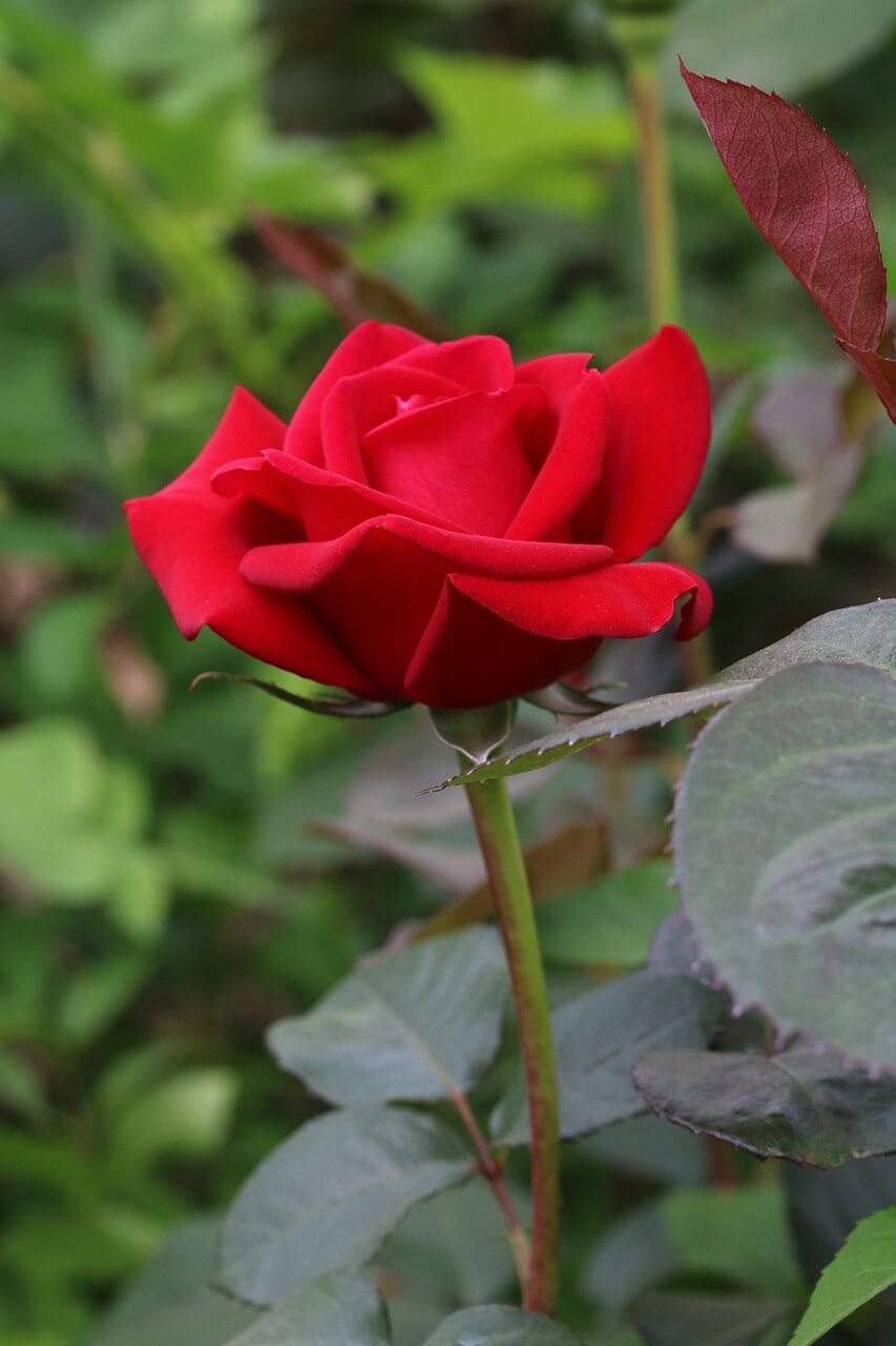 2025 부천 백만송이장미축제