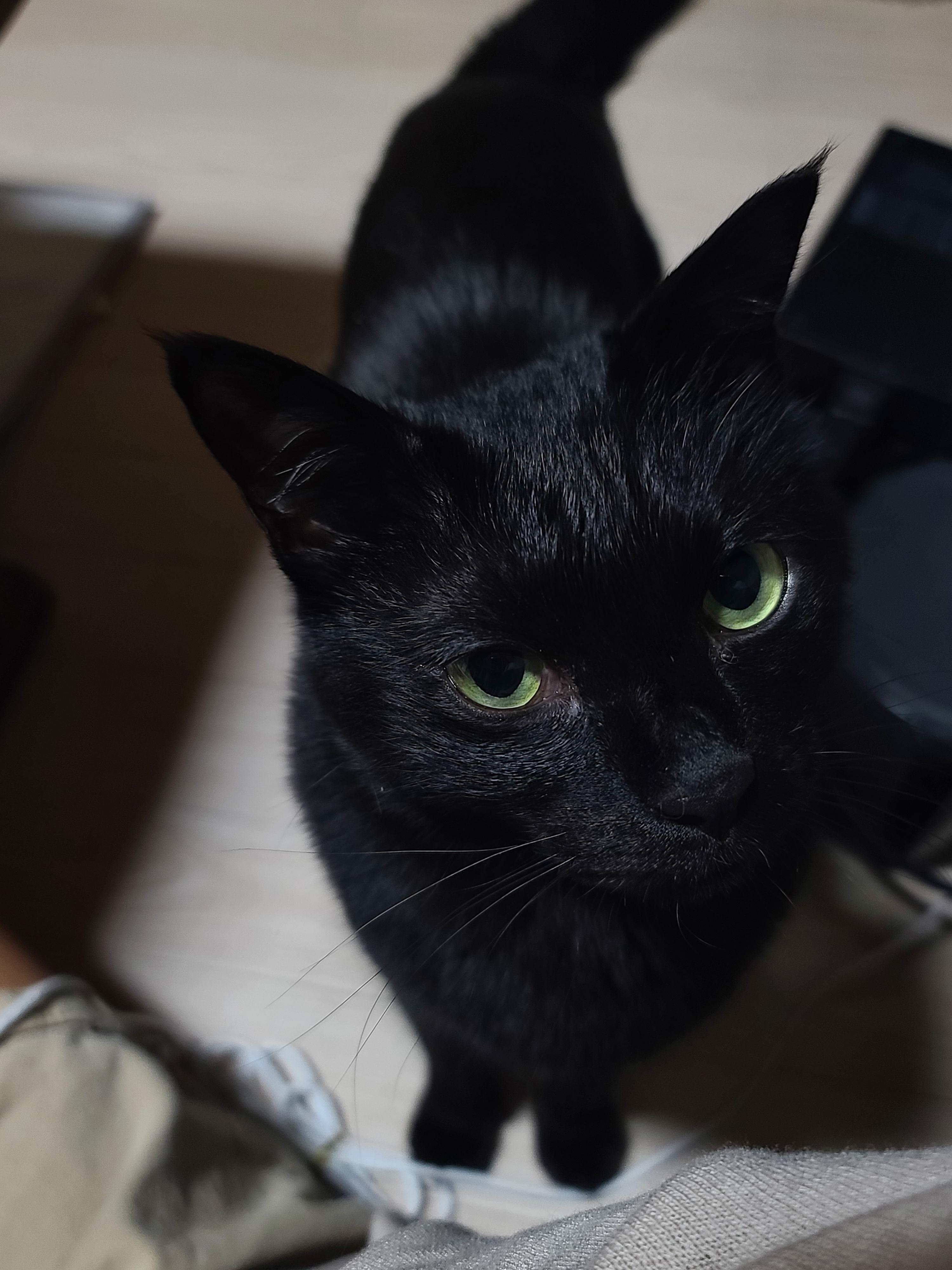 집사가 사준 스크래쳐를 잘 써주는 고양이들. 고양이들에게 스크래쳐가 꼭 필요한 이유.