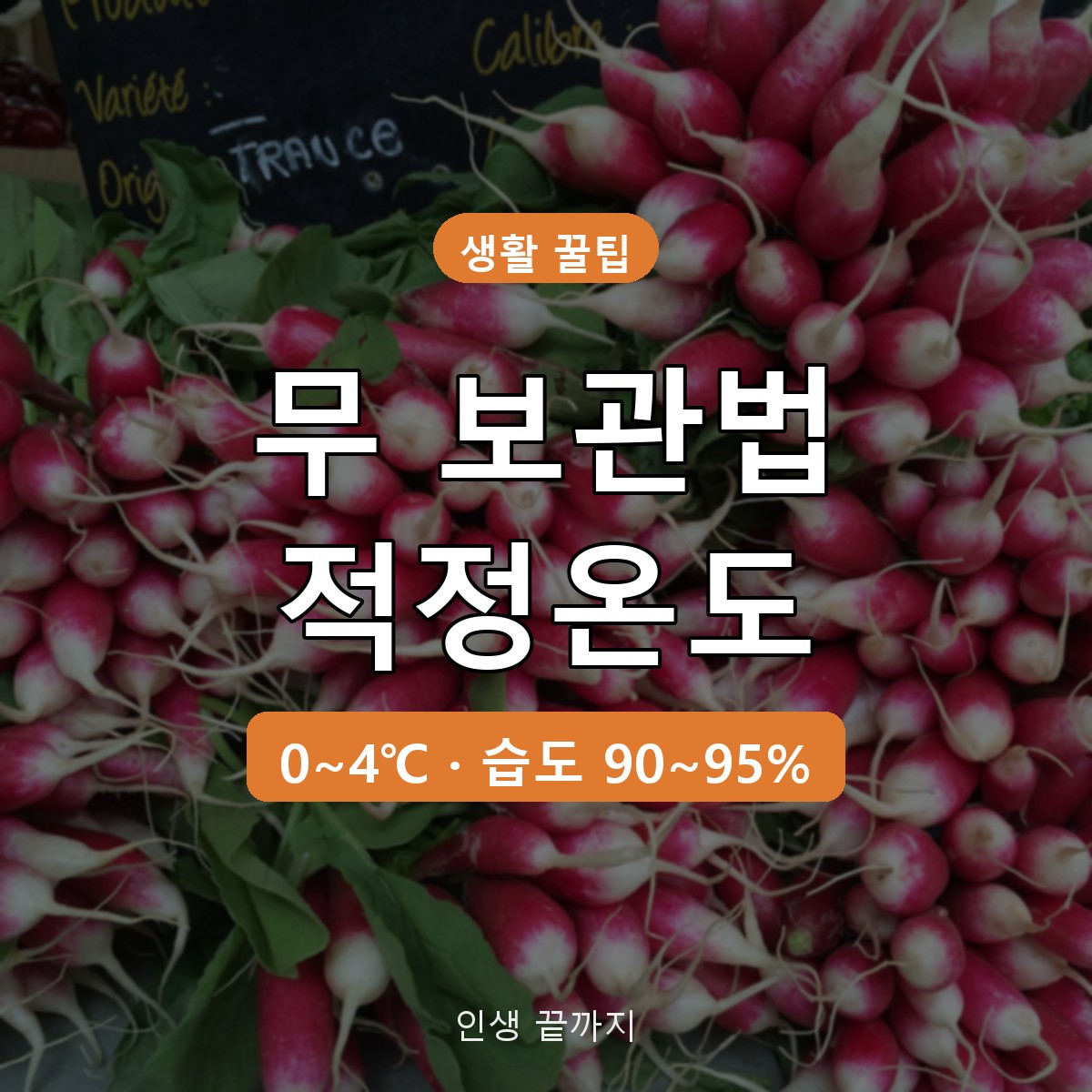 무 보관법 적정온도 0~4℃, 냉장고&middot;베란다 오래 두는 방법