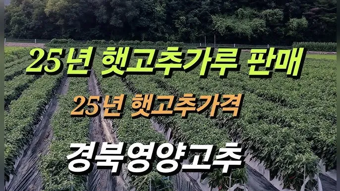 영양 고추 가격 시세 10근가격 현재 농산물 시세_7