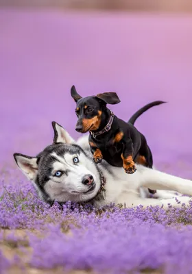 인기 강아지 품종 TOP 10: 특징과 성격