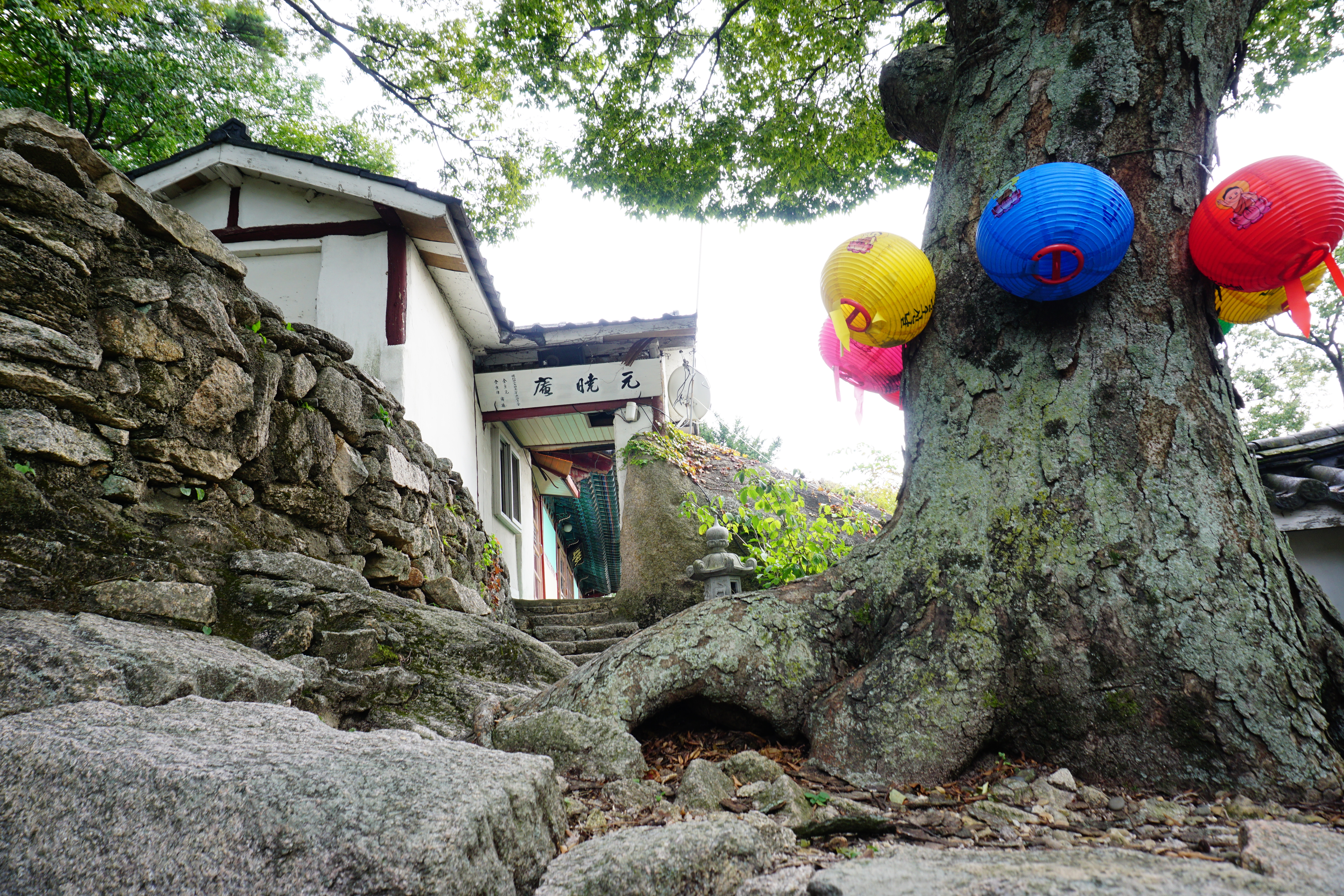 원효암과 노거수 느티나무