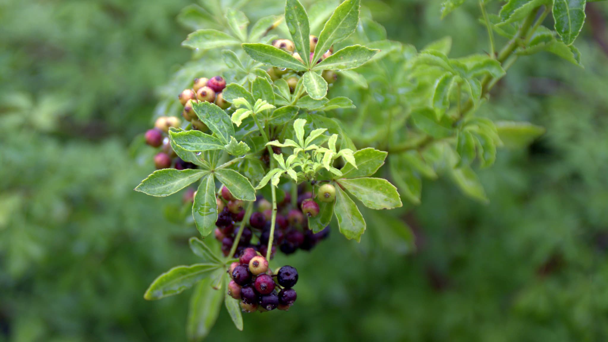 가시오가피 나무와 열매
