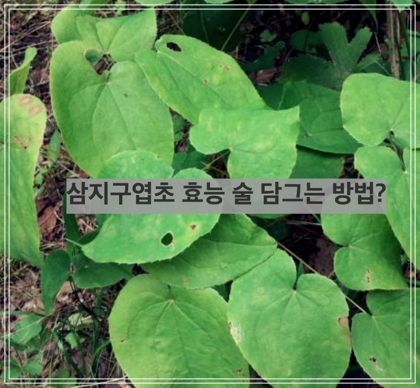 삼지구엽초 효능 술 담그는 방법?