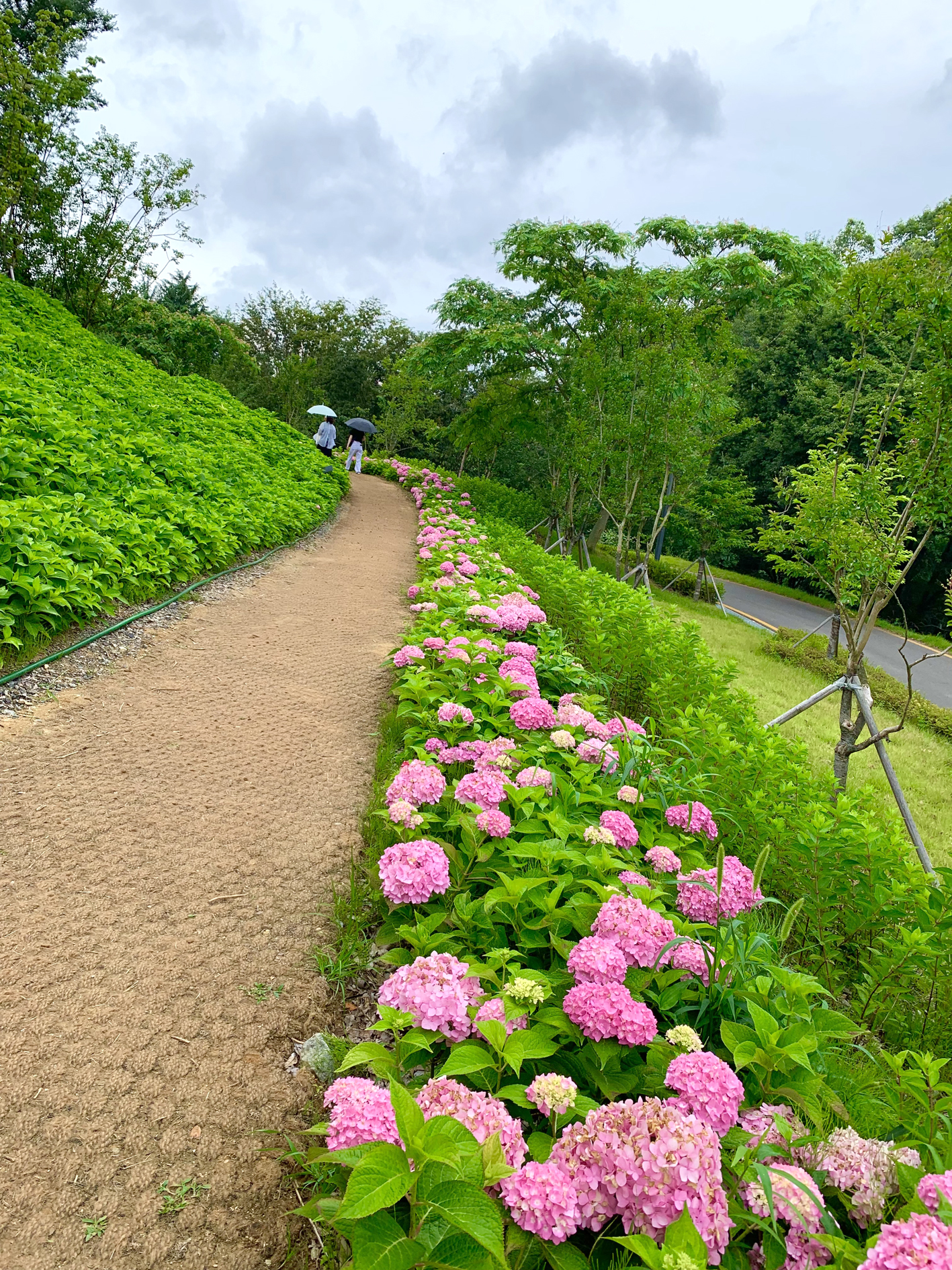 구미다온숲 수국핀 모습입니다.