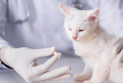 감기약을 보고 있는 고양이.